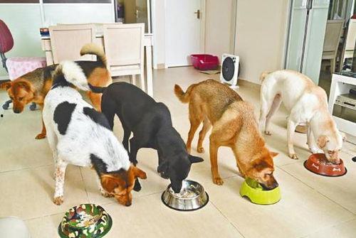 热心吃瓜狗狗视频大全,萌态百出，笑料连连！  第1张