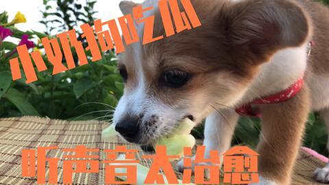 热心吃瓜狗狗视频大全,萌态百出，笑料连连！  第3张