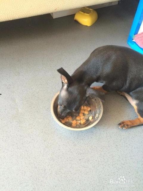 小鹿犬吃哈密瓜行吗视频,萌宠美食新体验  第2张