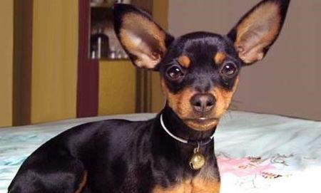 小鹿犬吃哈密瓜行吗视频,萌宠美食新体验  第3张