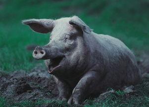 喂猪吃瓜的视频素材下载,猪儿欢乐食瓜瞬间回顾