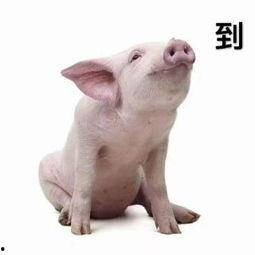 喂猪吃瓜的视频素材下载,猪儿欢乐食瓜瞬间回顾  第2张