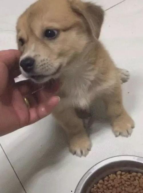 土狗吃瓜吃糖视频大全,欢乐无限视频大全  第2张