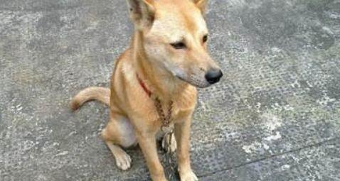 土狗吃瓜吃糖视频大全,欢乐无限视频大全  第3张