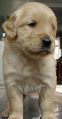 金毛可以吃葫芦瓜吗视频,金毛犬葫芦瓜食用安全揭秘