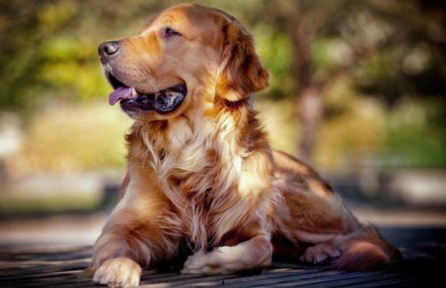 金毛可以吃葫芦瓜吗视频,金毛犬葫芦瓜食用安全揭秘 第2张 金毛可以吃葫芦瓜吗视频,金毛犬葫芦瓜食用安全揭秘 第2张