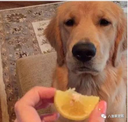 金毛可以吃葫芦瓜吗视频,金毛犬葫芦瓜食用安全揭秘 第3张 金毛可以吃葫芦瓜吗视频,金毛犬葫芦瓜食用安全揭秘 第3张