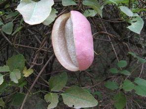 斑鸠吃八月瓜吗好吗视频,自然界的和谐互动  第2张