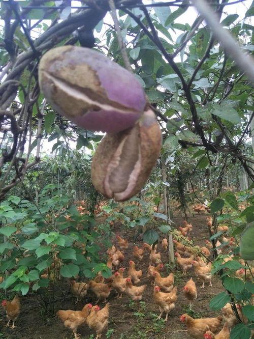 斑鸠吃八月瓜吗好吗视频,自然界的和谐互动  第3张