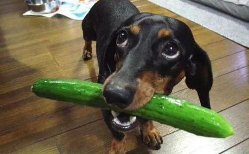 狗狗可以吃切瓜吗视频大全,切瓜视频大全揭秘