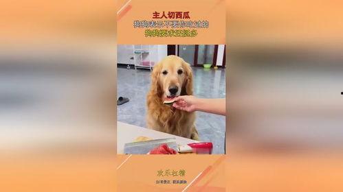 狗狗可以吃切瓜吗视频大全,切瓜视频大全揭秘 第2张 狗狗可以吃切瓜吗视频大全,切瓜视频大全揭秘 第2张