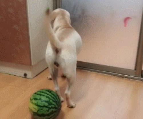 狗狗可以吃切瓜吗视频大全,切瓜视频大全揭秘 第3张 狗狗可以吃切瓜吗视频大全,切瓜视频大全揭秘 第3张