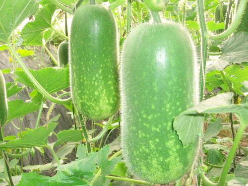 吃货吃葫芦瓜视频大全集,吃货视频大全集精彩回顾