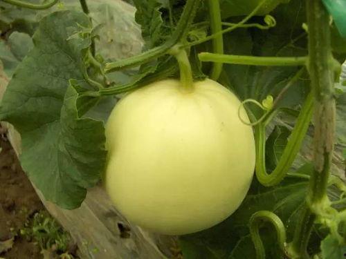 康县吃瓜原视频,一场视觉盛宴的乡村生活缩影 第2张 康县吃瓜原视频,一场视觉盛宴的乡村生活缩影 第2张