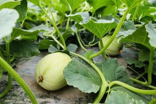 康县吃瓜原视频,一场视觉盛宴的乡村生活缩影 第3张 康县吃瓜原视频,一场视觉盛宴的乡村生活缩影 第3张