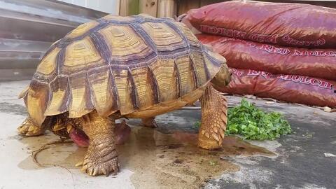 吃哈密瓜的小乌龟视频,萌态十足引网友热议  第2张