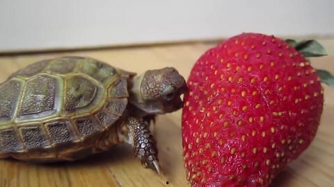 吃哈密瓜的小乌龟视频,萌态十足引网友热议  第3张