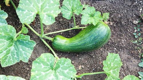 瓠瓜能吃瓤吗怎么吃的视频,瓠瓜瓤的食用方法与美味佳肴制作揭秘  第2张