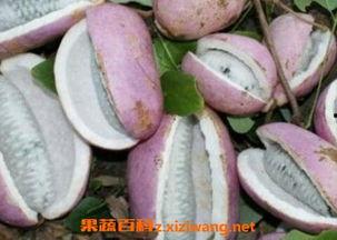 宝宝如何吃八月瓜视频,轻松学会宝宝版八月瓜美味吃法