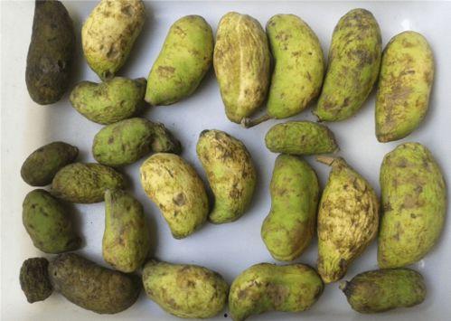 宝宝如何吃八月瓜视频,轻松学会宝宝版八月瓜美味吃法 第2张 宝宝如何吃八月瓜视频,轻松学会宝宝版八月瓜美味吃法 第2张