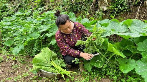 瓜尖能摘几次叶子吃吗视频,一次摘叶，多次收获  第2张