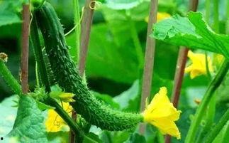 瓜尖能摘几次叶子吃吗视频,一次摘叶，多次收获  第3张