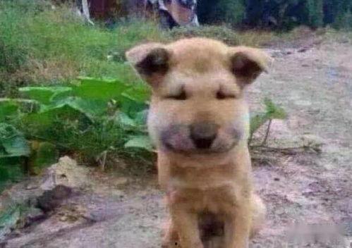 小孩吃瓜狗追虫视频,小瓜瓜与狗狗追逐虫虫的欢乐时光