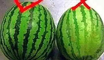 水果瓜该怎么吃才好吃视频,解锁最佳食用技巧 第3张 水果瓜该怎么吃才好吃视频,解锁最佳食用技巧 第3张