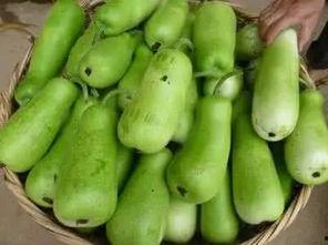 葫芦瓜不对劲可以吃吗视频,如何判断葫芦瓜是否安全食用 第2张 葫芦瓜不对劲可以吃吗视频,如何判断葫芦瓜是否安全食用 第2张