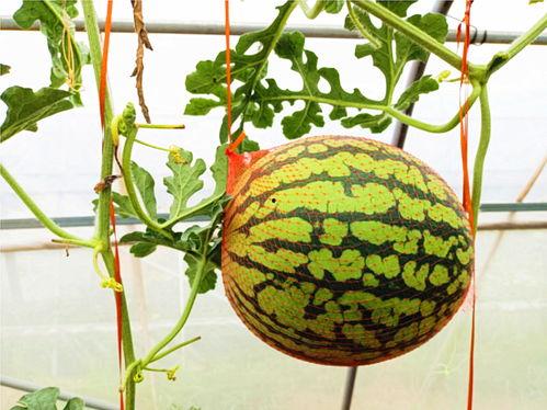 ucsd吃瓜网视频,校园热点事件幕后真相 第3张 ucsd吃瓜网视频,校园热点事件幕后真相 第3张