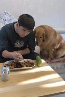 金毛和主人吃瓜视频,金毛与主人共享夏日瓜果时光  第2张