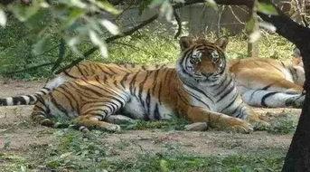 无忧小老虎吃瓜视频  第2张