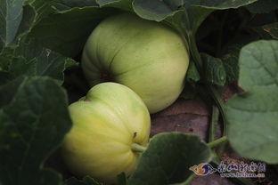 刘大瓜吃大头菜视频大全 第3张 刘大瓜吃大头菜视频大全 第3张