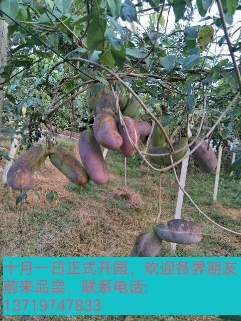 斑鸠吃八月瓜吗好吗视频,自然界的和谐互动  第3张