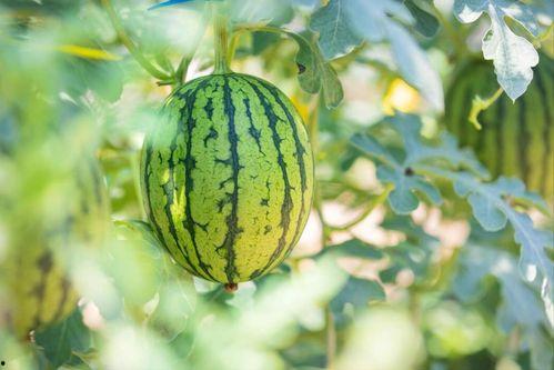 吃瓜里料网视频,带你领略幕后真相  第3张