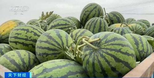 黑龙江科技吃瓜视频,揭秘网络热传视频背后的科技趣闻 第3张 黑龙江科技吃瓜视频,揭秘网络热传视频背后的科技趣闻 第3张