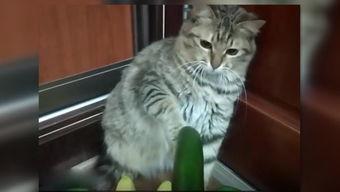 黄瓜猫吃瓜视频大全下载,趣味横生的萌宠瞬间 第2张 黄瓜猫吃瓜视频大全下载,趣味横生的萌宠瞬间 第2张