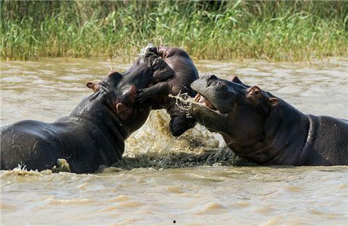吃瓜小河马完整视频,一场趣味横生的动物美食之旅  第2张