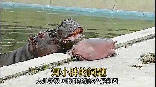 吃瓜小河马完整视频,一场趣味横生的动物美食之旅  第3张
