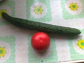给小瓜吃番茄的视频教程,轻松学会制作美味番茄小瓜  第3张