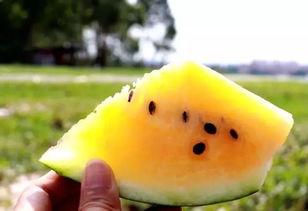 吃爆炸瓜的视频,吃瓜群众挑战极限,视频记录爆炸瓜惊险瞬间 第3张 吃爆炸瓜的视频,吃瓜群众挑战极限,视频记录爆炸瓜惊险瞬间 第3张