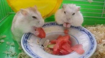 卧槽吃瓜视频在线观看,揭秘热门事件背后的真相 第2张 卧槽吃瓜视频在线观看,揭秘热门事件背后的真相 第2张