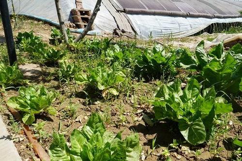 大棚吃瓜的视频,揭秘视频中的甜蜜瓜果之旅