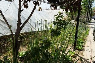 大棚吃瓜的视频,揭秘视频中的甜蜜瓜果之旅 第2张 大棚吃瓜的视频,揭秘视频中的甜蜜瓜果之旅 第2张