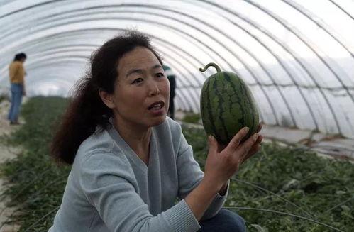 大棚吃瓜的视频,揭秘视频中的甜蜜瓜果之旅 第3张 大棚吃瓜的视频,揭秘视频中的甜蜜瓜果之旅 第3张