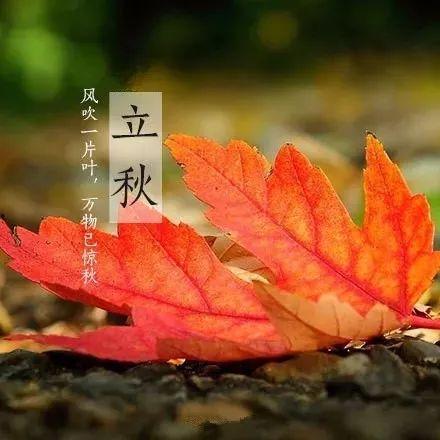 立秋吃瓜视频完整版,揭秘传统习俗中的美味时光  第3张