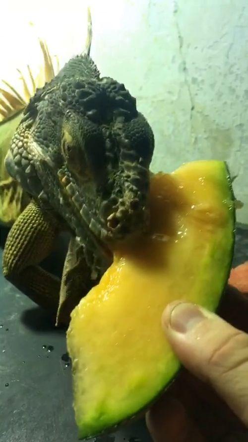 大马猴吃哈密瓜视频大全,哈密瓜视频大全趣味盘点 第3张 大马猴吃哈密瓜视频大全,哈密瓜视频大全趣味盘点 第3张