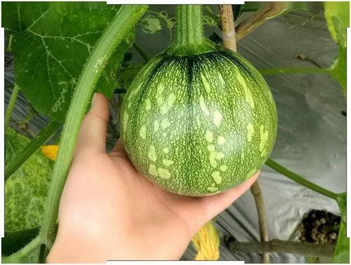 四川共青团吃瓜视频