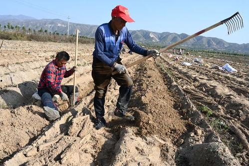 河北黄河滩吃瓜事件视频,共享夏日清凉盛宴