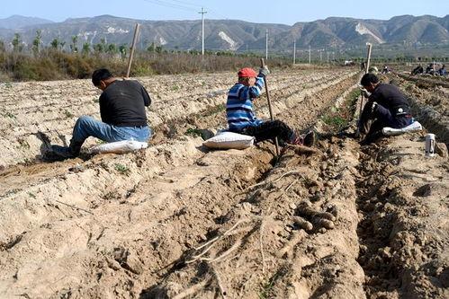 河北黄河滩吃瓜事件视频,共享夏日清凉盛宴 第2张 河北黄河滩吃瓜事件视频,共享夏日清凉盛宴 第2张